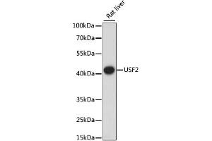 Western blot analysis of extracts of Rat liver, using USF2 antibody (ABIN7271230) at 1:1000 dilution. (USF2 Antikörper  (AA 101-200))