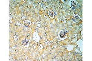 anti-Annexin A3 (ANXA3) (AA 23-323) antibody