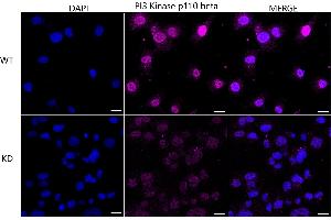 anti-Phosphoinositide-3-Kinase, Catalytic, beta Polypeptide (PIK3CB) antibody