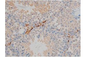 ABIN6267352 at 1/200 staining Mouse testis tissue sections by IHC-P. (Bcl-2 Antikörper  (pSer70))