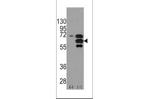 Western blot analysis of INA using rabbit polyclonal INA Antibody using 293 cell lysates (2 ug/lane) either nontransfected (Lane 1) or transiently transfected with the INA gene (Lane 2). (INA Antikörper  (AA 290-319))