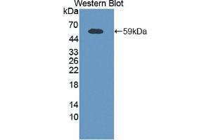 Detection of Recombinant XRCC5, Mouse using Polyclonal Antibody to X-Ray Repair Cross Complementing 5 (XRCC5) (X-Ray Repair Cross Complementing 5 (AA 251-732) Antikörper)