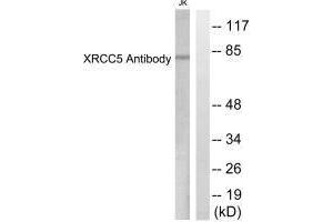 Western blot analysis of extracts from Jurkat cells, using XRCC5 antibody. (XRCC5 Antikörper  (C-Term))