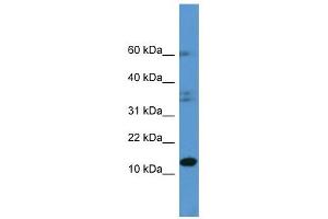 HINT2 antibody (70R-10019) used at 0. (HINT2 Antikörper  (C-Term))