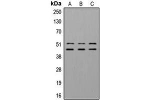 Western blot analysis of GSK3 alpha/beta (pY279/216) expression in A549 insulin-treated (A), NIH3T3 insulin-treated (B) whole cell lysates. (GSK3 alpha/beta Antikörper  (pTyr216, pTyr279))