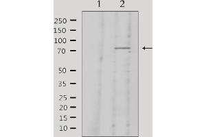 Western blot analysis of lysates from 293, using KNG1 Antibody.