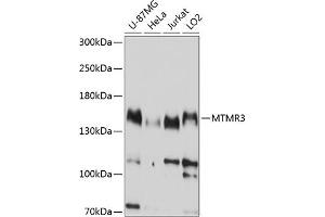 Western blot analysis of extracts of various cell lines, using MTMR3 antibody (ABIN6128323, ABIN6144158, ABIN6144159 and ABIN6214991) at 1:1000 dilution. (MTMR3 Antikörper  (AA 640-810))