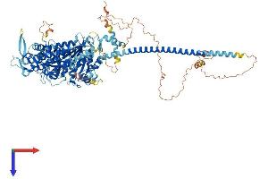 Myosin XIX Protein (MYO19) (AA 1-963) (His tag)