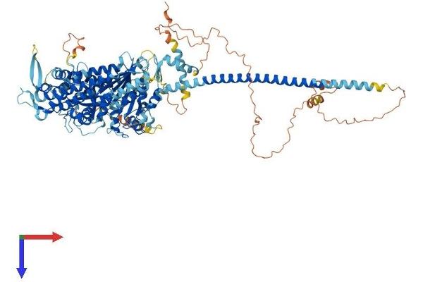 Myosin XIX Protein (MYO19) (AA 1-963) (His tag)