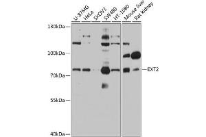 Western blot analysis of extracts of various cell lines, using EXT2 antibody (ABIN6130884, ABIN6140384, ABIN6140385 and ABIN6219129) at 1:1000 dilution. (EXT2 Antikörper  (AA 80-340))