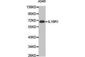 Western Blotting (WB) image for anti-Interleukin 18 Receptor 1 (IL18R1) antibody (ABIN1873199)