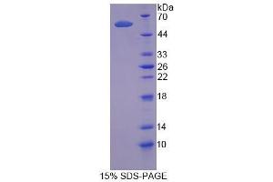 SDS-PAGE analysis of Human TRAF1 Protein. (TRAF1 Protein)