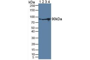 Figure. (PLG Antikörper  (AA 274-560))