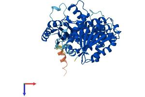 Tubulin, beta 8 Protein (TUBB8) (AA 1-444) (His tag)