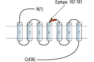 Representative domain view of the target of ABIN7581901.