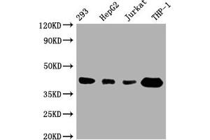 Western Blot Positive WB detected in: 293 whole cell lysate, HepG2 whole cell lysate, Jurkat whole cell lysate, THP-1 whole cell lysate All lanes: TMEM173 antibody at 1:1000 Secondary Goat polyclonal to rabbit IgG at 1/50000 dilution Predicted band size: 43 kDa Observed band size: 43 kDa (Rekombinanter STING/TMEM173 Antikörper)