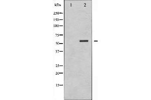 Western blot analysis of G3BP-1 phosphorylation expression in 293 whole cell lysates,The lane on the left is treated with the antigen-specific peptide. (G3BP1 Antikörper  (pSer232))