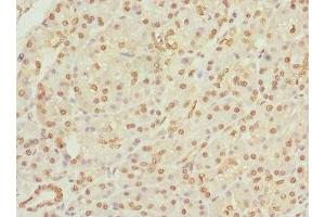 Immunohistochemistry of paraffin-embedded human pancreatic tissue using ABIN7159666 at dilution of 1:100 (APIP Antikörper  (AA 1-242))