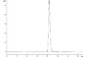 The purity of Mouse BACE-1 is greater than 95 % as determined by SEC-HPLC. (BACE1 Protein (AA 22-457) (His tag))
