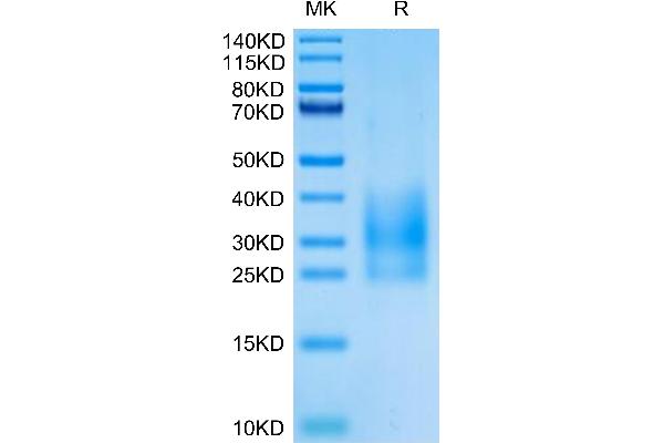 CD83 Protein (CD83) (AA 20-147) (His tag)