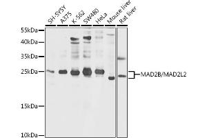 Western blot analysis of extracts of various cell lines, using MB/MB/ML2 antibody (ABIN6132319, ABIN6143422, ABIN6143424 and ABIN6216232) at 1:1000 dilution. (MAD2L2 Antikörper  (AA 1-211))