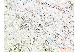 Immunohistochemical analysis of paraffin-embedded human-kidney, antibody was diluted at 1:200 (ART4 Antikörper  (AA 181-230))