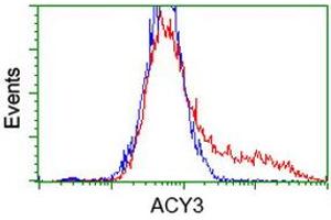 Flow Cytometry (FACS) image for anti-Aminoacylase 3 (ACY3) antibody (ABIN1496466) (Aminoacylase 3 Antikörper)