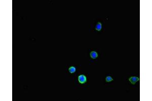 Immunofluorescence (IF) image for anti-Fc Fragment of IgG, Low Affinity IIb, Receptor (CD32) (FCGR2B) (AA 12-289) antibody (ABIN7158541)