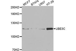 Western blot analysis of extracts of various cell lines, using UBE3C antibody. (UBE3C Antikörper)