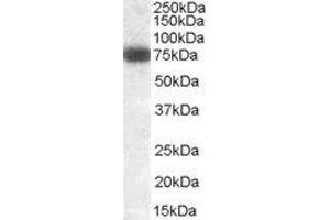 ABIN2562238 (0. (DLL1 Antikörper  (Internal Region))