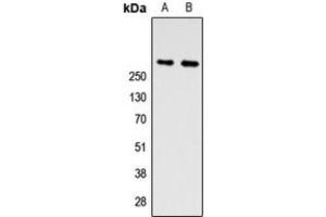 Western blot analysis of ZNF462 expression in A549 (A), PC12 (B) whole cell lysates.