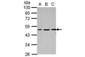 Image no. 1 for anti-GC-Rich Promoter Binding Protein 1 (GPBP1) (AA 1-207) antibody (ABIN1498499) (GC-Rich Promoter Binding Protein 1 (GPBP1) (AA 1-207) Antikörper)