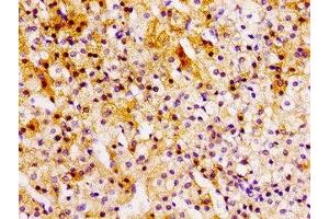 Immunohistochemistry of paraffin-embedded human adrenal gland tissue using ABIN7145958 at dilution of 1:100 (CCL15 Antikörper  (AA 22-113))