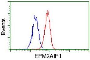 Image no. 10 for anti-EPM2A (Laforin) Interacting Protein 1 (EPM2AIP1) antibody (ABIN1498045) (EPM2AIP1 Antikörper)