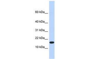 Image no. 1 for anti-Egl-9 Family Hypoxia Inducible Factor 2 (EGLN2) (AA 281-315) antibody (ABIN6740396) (PHD1 Antikörper  (AA 281-315))