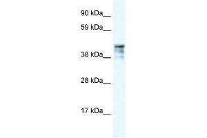 KRT15 antibody (70R-10423) used at 2. (KRT15 Antikörper  (C-Term))