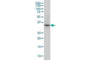 Western Blotting (WB) image for anti-POU Domain, Class 4, Transcription Factor 3 (POU4F3) (AA 100-190) antibody (ABIN562325)