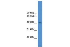 Image no. 1 for anti-Kelch Domain Containing 3 (KLHDC3) (N-Term) antibody (ABIN6745365) (KLHDC3 Antikörper  (N-Term))