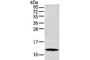 Western blot analysis of MCF-7 cell using S100A16 Polyclonal Antibody at dilution of 1:300 (S100A16 Antikörper)
