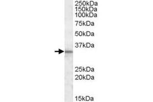 HAX1 polyclonal antibody  (1 ug/mL) staining of human testis lysate (35 ug protein in RIPA buffer). (HAX1 Antikörper)