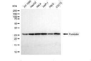 Western blotting analysis using prohibitin antibody (ABIN7799910). (Rekombinanter Prohibitin Antikörper)