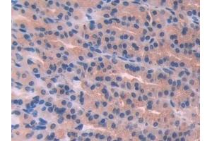 Detection of PLA2G2D in Rat Stomach Tissue using Polyclonal Antibody to Phospholipase A2, Group IID (PLA2G2D)