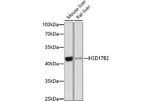 Western blot analysis of extracts of various cell lines, using HSD17B2 antibody (ABIN3015794, ABIN3015795, ABIN3015796 and ABIN6219142) at 1:1000 dilution. (HSD17B2 Antikörper  (AA 118-387))