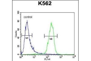 MCART2 Antibody (N-term) (ABIN654844 and ABIN2844510) flow cytometric analysis of K562 cells (right histogram) compared to a negative control cell (left histogram). (MCART2 Antikörper  (N-Term))