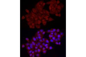 Immunofluorescence analysis of HeLa cells using VEGFA Rabbit pAb (ABIN6128908, ABIN6150086, ABIN6150088 and ABIN6221373) at dilution of 1:100 (40x lens). (VEGFA Antikörper  (AA 1-147))