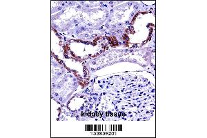 MCOLN1 Antibody immunohistochemistry analysis in formalin fixed and paraffin embedded human kidney tissue followed by peroxidase conjugation of the secondary antibody and DAB staining. (MCOLN1 Antikörper  (C-Term))