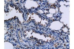 Immunohistochemistry (Paraffin-embedded Sections) (IHC (p)) image for anti-Tumor Necrosis Factor (Ligand) Superfamily, Member 15 (TNFSF15) (AA 161-251) antibody (ABIN709556)
