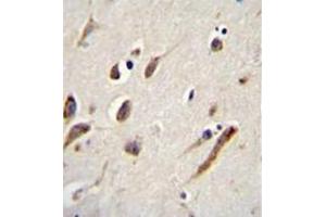 Immunohistochemistry analysis in formalin fixed and paraffin embedded human brain tissue reacted with FBXW11 Antibody (Center) followed by peroxidase conjugation of the secondary antibody and DAB staining. (FBXW11 Antikörper  (Middle Region))