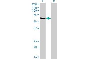 Western Blotting (WB) image for anti-UDP-Glucose Pyrophosphorylase 2 (UGP2) (AA 1-90) antibody (ABIN563340)