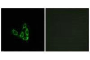 Immunofluorescence analysis of A549 cells, using GCNT3 antibody. (GCNT3 Antikörper)